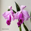 C.trianae 'Elegans' x C.trianae 'Halloween'...